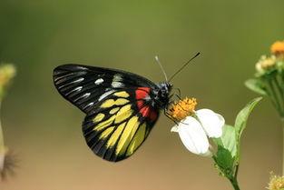 蝴蝶，别哭,勇敢面对生活的挑战